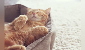 猫用ベッドのおすすめ19選|おしゃ...