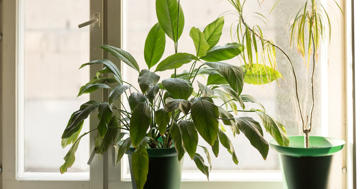 観葉植物のおすすめプレゼント お祝いに人気のおしゃれインテリアギフト集 Smartlog 観葉植物のおすすめプレゼント お祝いに人気のおしゃれインテリアギフト集 Smartlog