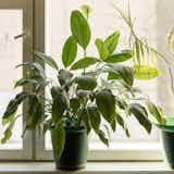 観葉植物のおすすめプレゼント|お祝いに人気のおしゃれインテリアギフト集