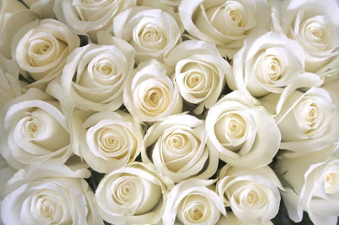 白色のバラは永遠