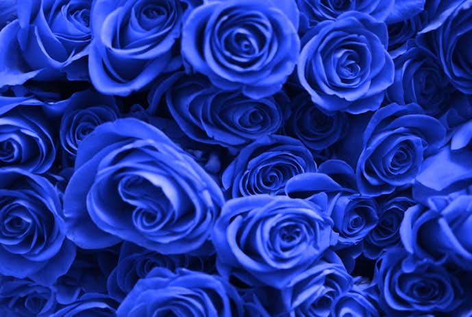 青色のバラはユメは叶う