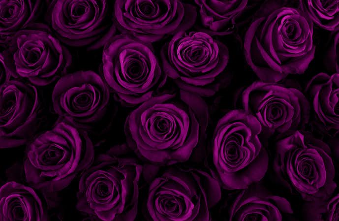 紫色のバラは気品
