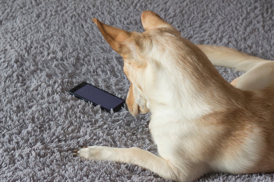 犬の無駄吠え防止に効果的なおすすめアプリ3選 ペットのしつけに人気のアプリとは Smartlog