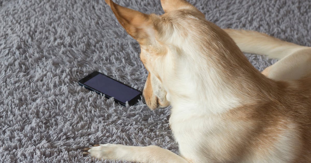 犬の無駄吠え防止に効果的なおすすめアプリ3選 ペットのしつけに人気のアプリとは Smartlog 犬の無駄吠え防止に効果的なおすすめアプリ3選 ペットのしつけに人気のアプリとは Smartlog