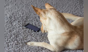 犬の無駄吠え防止に効果的なおすすめアプリ3選｜ペットのしつけに人気のアプリとは？