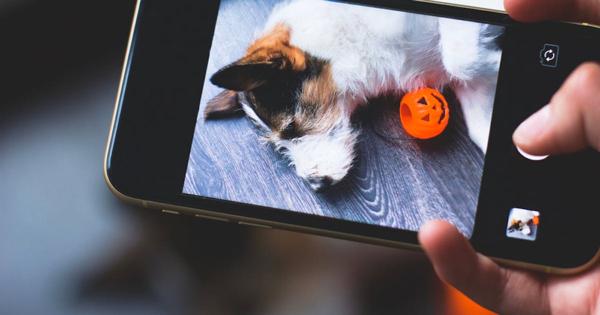 犬アプリのおすすめ集 愛犬家向けの人気スマホアプリを徹底比較 Smartlog 犬アプリのおすすめ集 愛犬家向けの人気スマホアプリを徹底比較 Smartlog