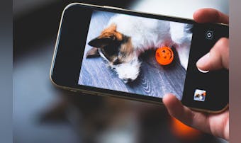 犬アプリのおすすめ集。愛犬家向けの人気スマホアプリを徹底比較