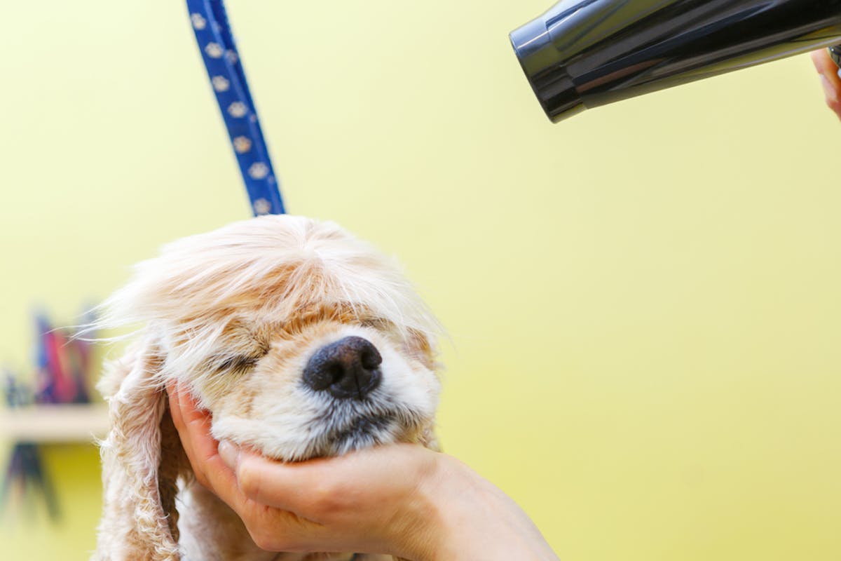 犬用ドライヤーのおすすめランキング ペットが怖がらない人気商品を徹底比較 セレクト