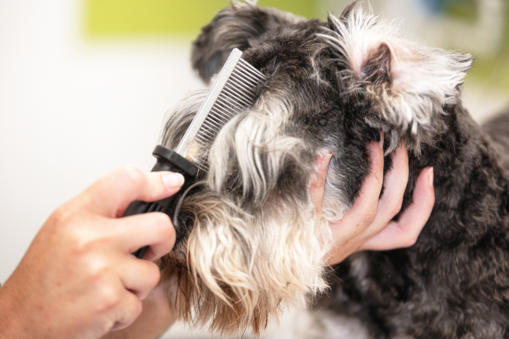 犬用バリカンの人気おすすめランキング｜初心者も使える“ペット用