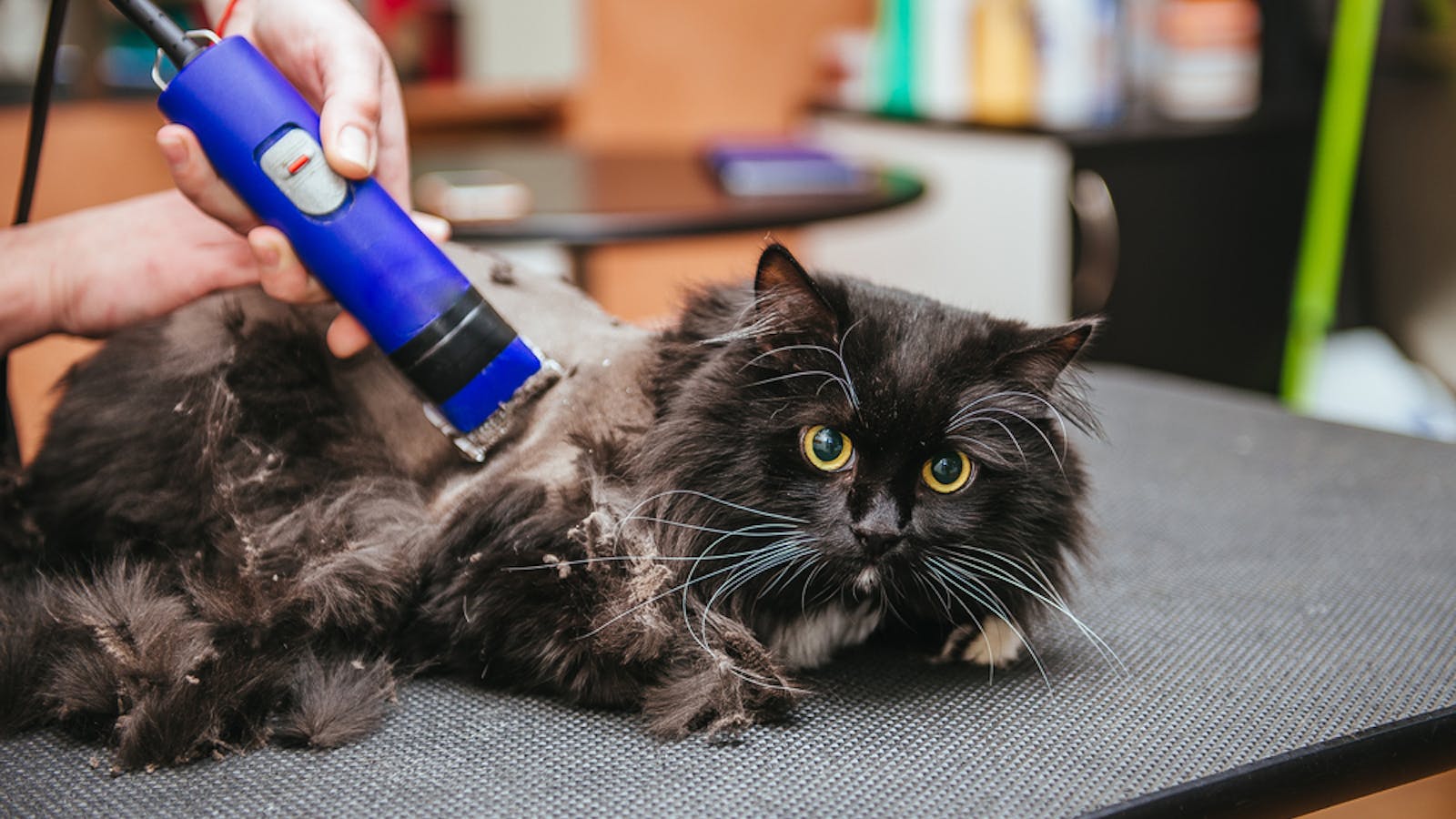 猫用バリカンの人気おすすめ10選 初心者も使いやすいトリミング商品とは セレクト 猫用バリカンの人気おすすめ10選 初心者も使いやすいトリミング商品とは セレクト