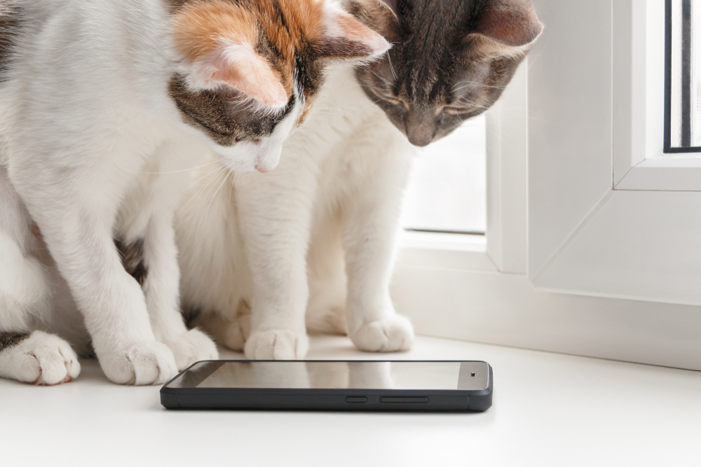 猫が遊べるアプリのおすすめ5選｜ペットのための人気アプリとは | セレクト