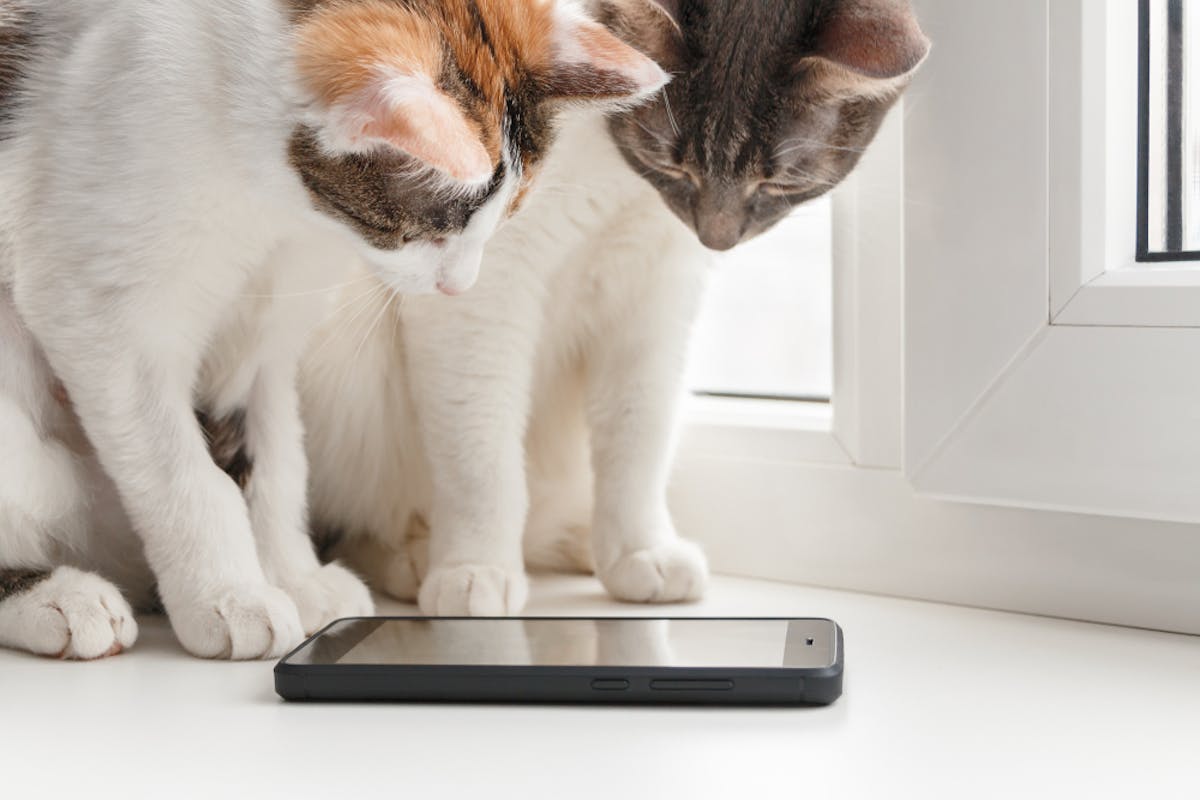 猫が遊べるアプリのおすすめ5選 ペットのための人気アプリとは セレクト