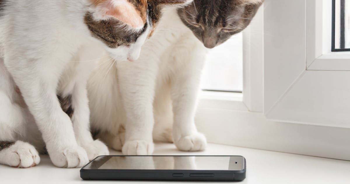 猫が遊べるアプリのおすすめ5選 ペットのための人気アプリとは Smartlog 猫が遊べるアプリのおすすめ5選 ペットのための人気アプリとは Smartlog