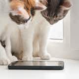 猫が遊べるアプリのおすすめ3選。ペットのための人気アプリとは