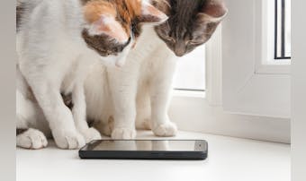猫が遊べるアプリのおすすめ5選。ペットのための人気アプリとは