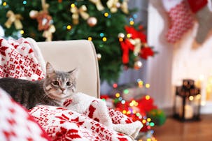 愛猫へ贈るクリスマスプレゼント特集...