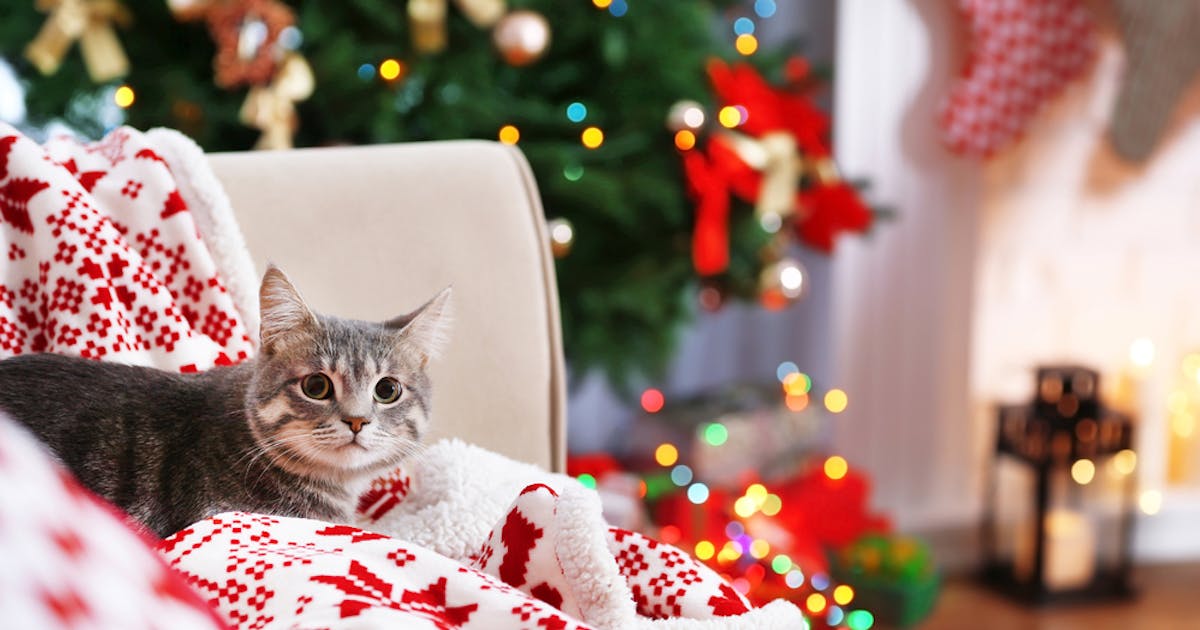 愛猫へ贈るクリスマスプレゼント特集 猫ちゃんが喜ぶ人気ギフトとは 最高のクリスマスプレゼント22 By Smartlog 愛猫へ贈るクリスマスプレゼント特集 猫ちゃんが喜ぶ人気ギフトとは 最高のクリスマスプレゼント22 By Smartlog