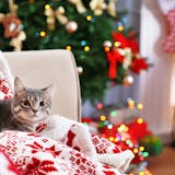 愛猫へ贈るクリスマスプレゼント特集｜猫ちゃ...