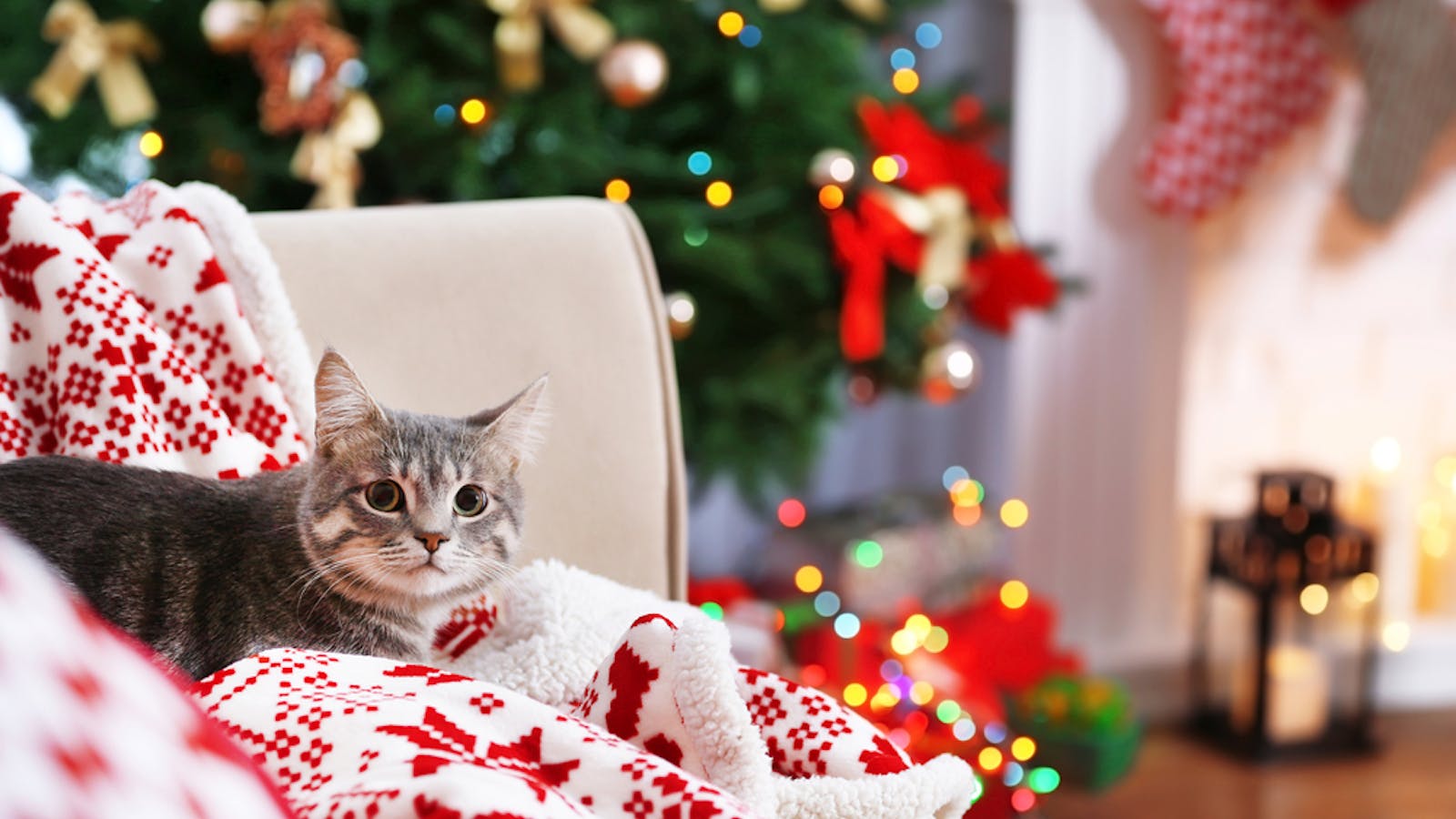 愛猫へ贈るクリスマスプレゼント特集 猫ちゃんが喜ぶ人気ギフトとは 最高のクリスマスプレゼント22 愛猫へ贈るクリスマスプレゼント特集 猫ちゃんが喜ぶ人気ギフトとは 最高のクリスマスプレゼント22