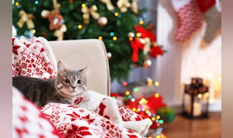 愛猫へ贈るクリスマスプレゼント特集｜猫ちゃんが喜ぶ人気ギフトとは