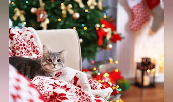 愛猫へ贈るクリスマスプレゼント特集...