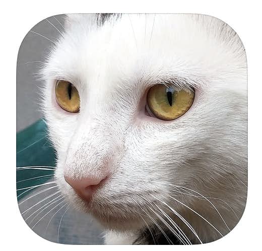 年 猫が遊べるアプリのおすすめ5選 ペットのための人気アプリとは Smartlog