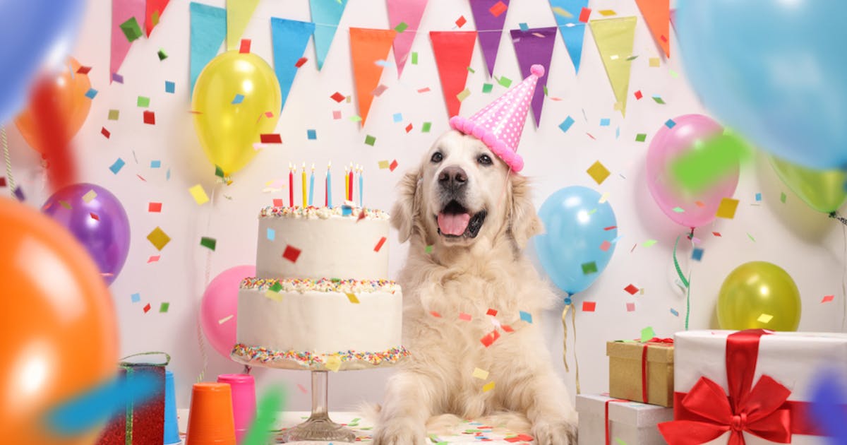 犬好きな人が喜ぶ誕生日プレゼント 愛犬家が貰って嬉しい人気ギフト特集 Smartlog 犬好きな人が喜ぶ誕生日プレゼント 愛犬家が貰って嬉しい人気ギフト特集 Smartlog