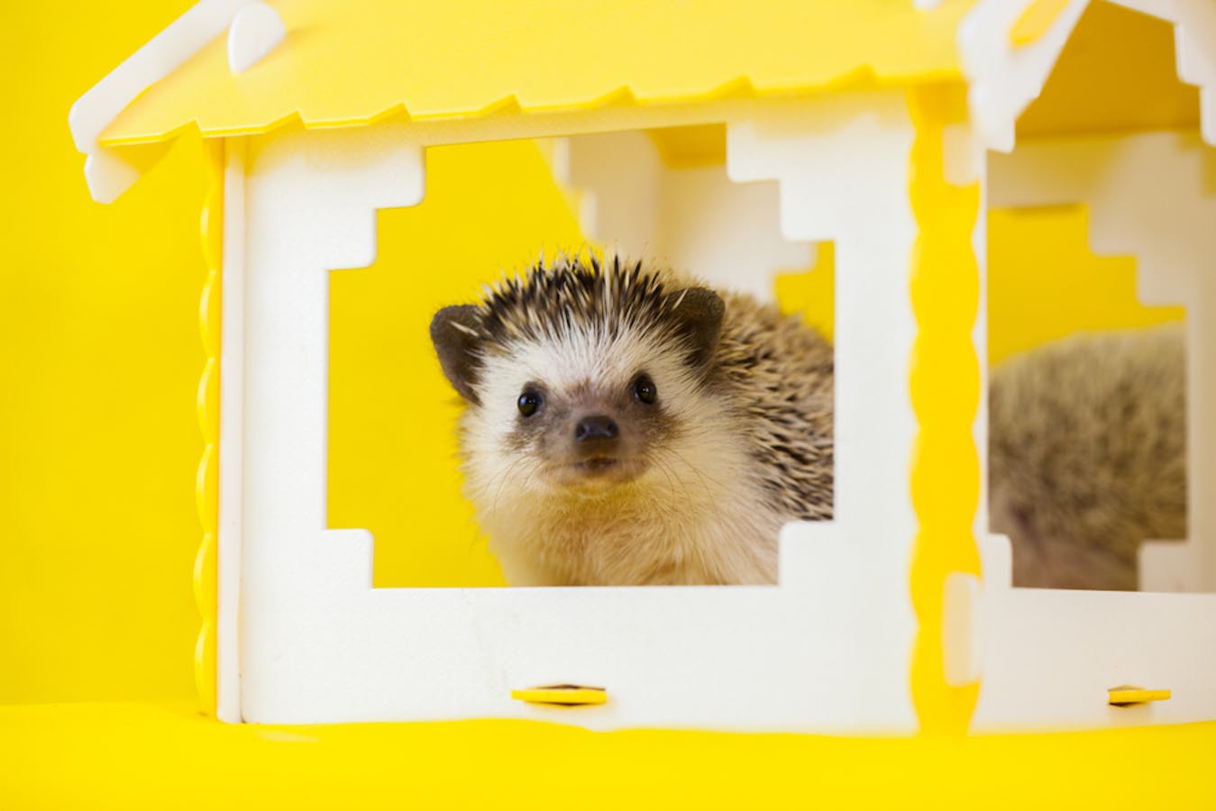 木製ケージ 900サイズ おしかっ ハリネズミ・フェレット】 