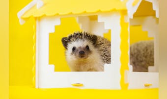 ハリネズミゲージの人気おすすめ8選...