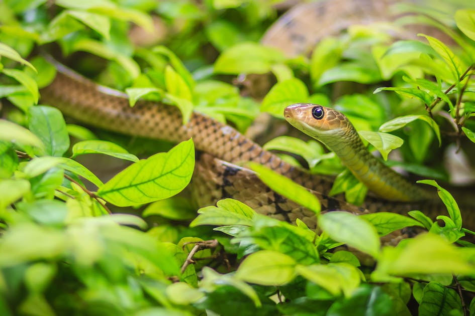 蛇の夢の意味とは 夢占い師が 色別 捕まえる 戦う など状況別に解説 Smartlog