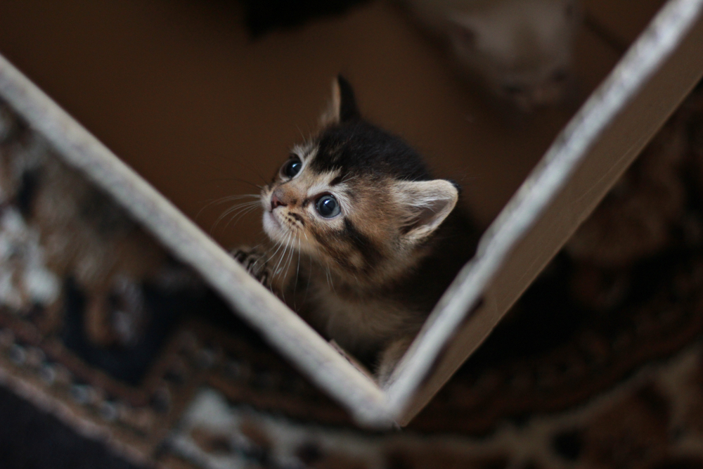 【本体別売】A 丸十金網 日本製 安全 猫のための捕獲機 キャットケージ