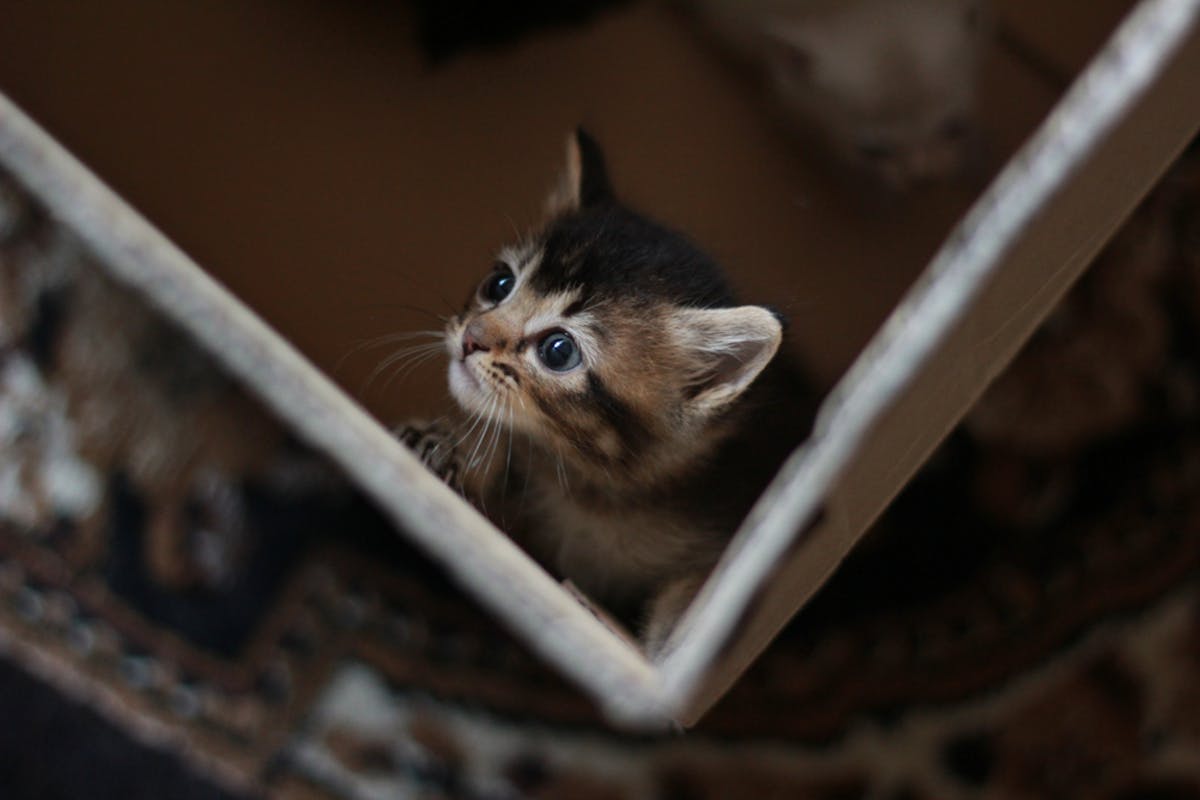 猫捕獲器のおすすめ10選 野良猫を優しく確実に保護する人気商品を解説 セレクト