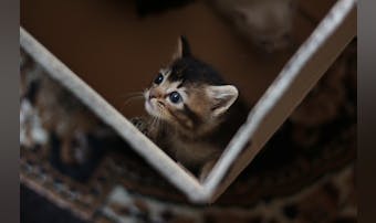 猫捕獲器のおすすめ7選。野良猫や迷...