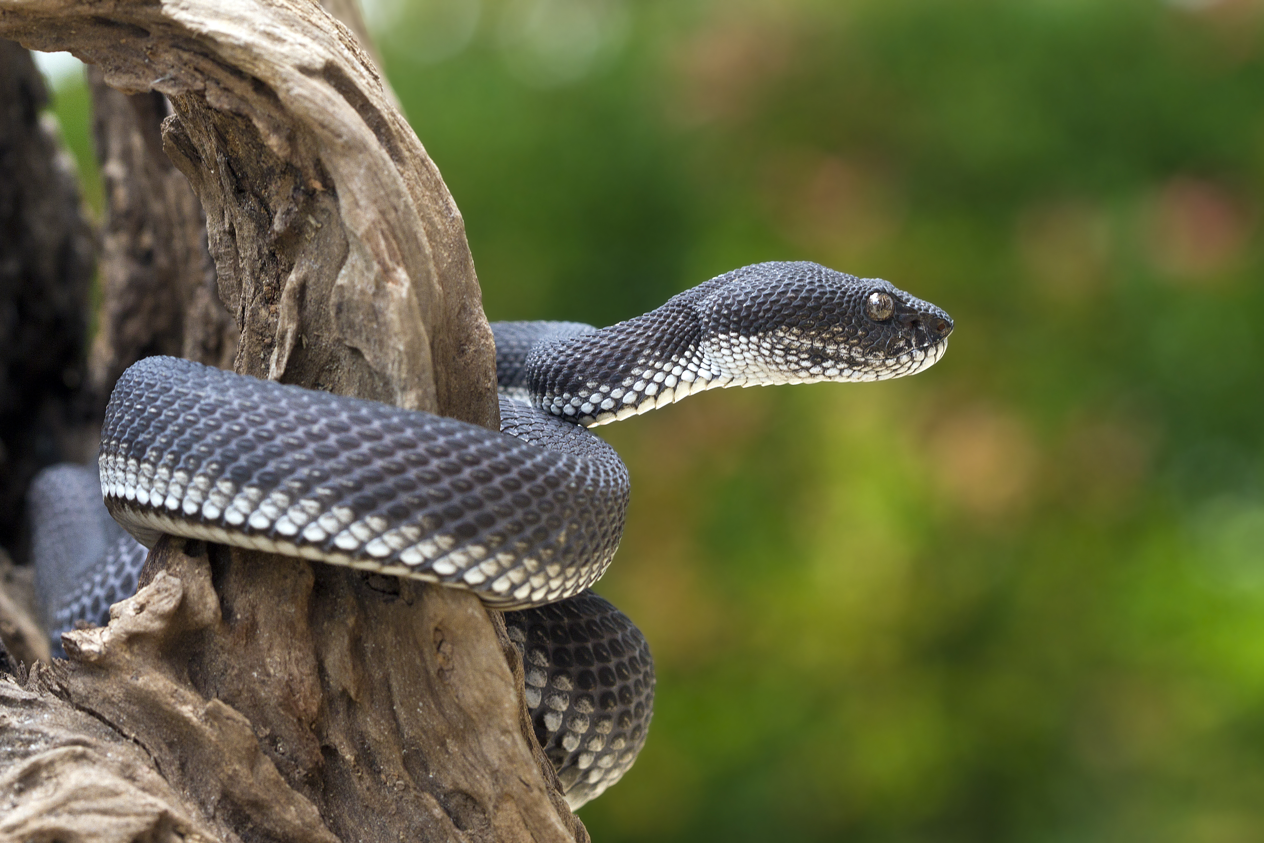 夢占い 黒い蛇の夢の意味 大蛇 うじゃうじゃいる 噛まれるなど状況別に解説 Smartlog