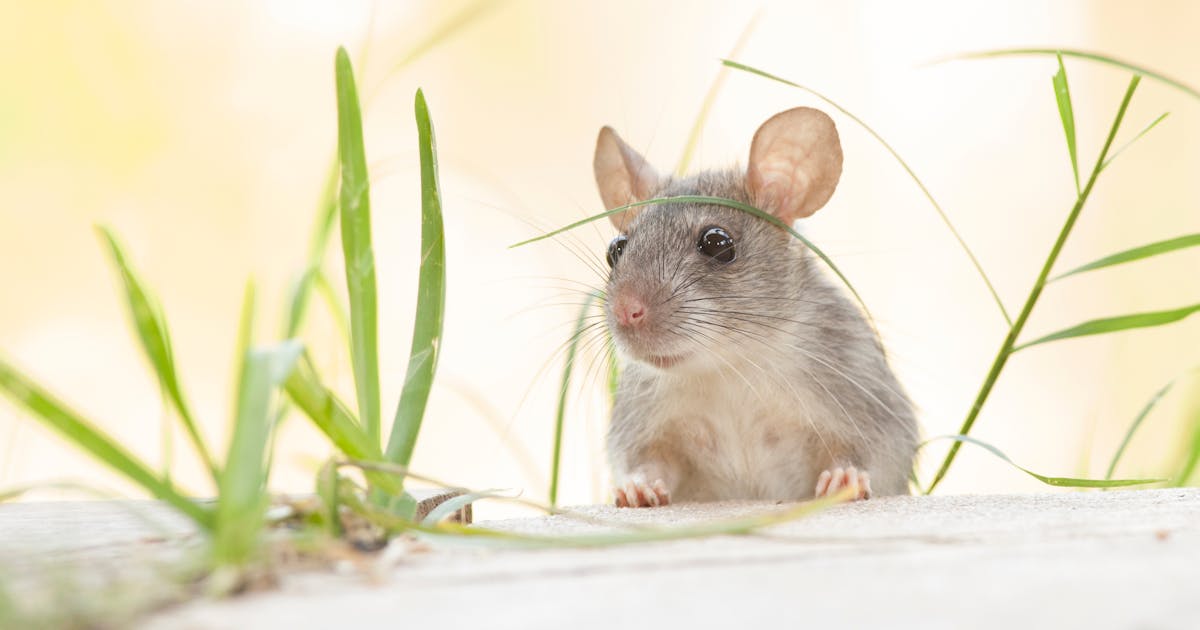 夢占い ネズミの夢の意味 状況別にスピリチュアル的な暗示を診断 Smartlog 夢占い ネズミの夢の意味 状況別にスピリチュアル的な暗示を診断 Smartlog