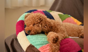 亀の夢の意味とは 夢占い師が 噛まれる 飼う 助ける など状況別に解説 Smartlog 亀の夢の意味とは 夢占い師が 噛まれる 飼う 助ける など状況別に解説 Smartlog