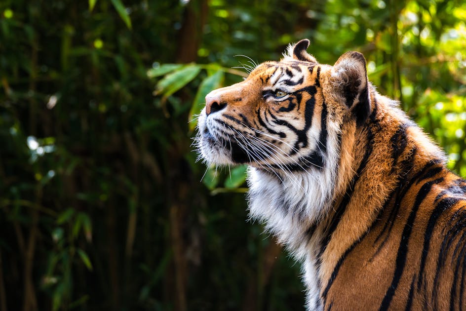 夢占い 虎の夢の意味 襲われる 追いかけられる 噛まれる 飼うなど状況別に解説 Smartlog 夢占い 虎の夢の意味 襲われる 追いかけられる 噛まれる 飼うなど状況別に解説 Smartlog