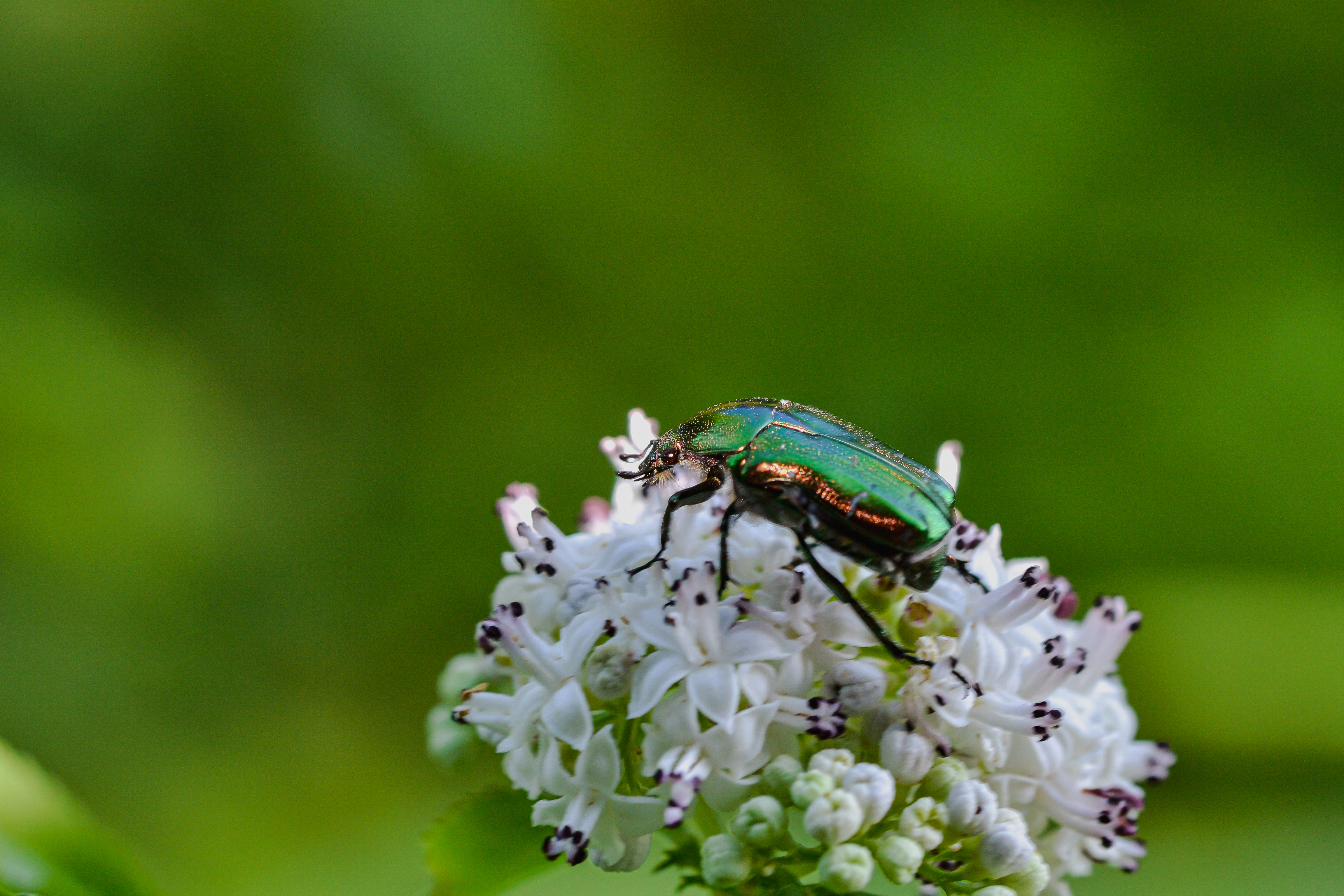 夢占い 虫の夢の意味とは 状況別にスピリチュアル的な暗示を診断します Smartlog