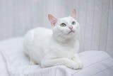 夢占い 子猫の夢の意味 状況別にスピリチュアル的な暗示を診断 Smartlog
