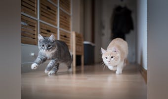 夢占い 子猫の夢の意味 状況別にスピリチュアル的な暗示を診断 Smartlog 夢占い 子猫の夢の意味 状況別にスピリチュアル的な暗示を診断 Smartlog