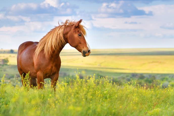 夢占い 馬の夢の意味 乗る 追いかけられる 飼うなど状況別に解説 Smartlog