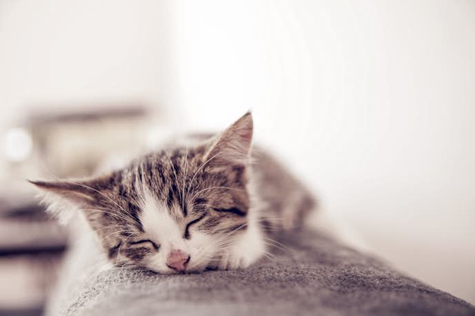 夢占い 子猫の夢の意味 拾う 飼う 助ける 生まれるなど状況別に解説 Smartlog