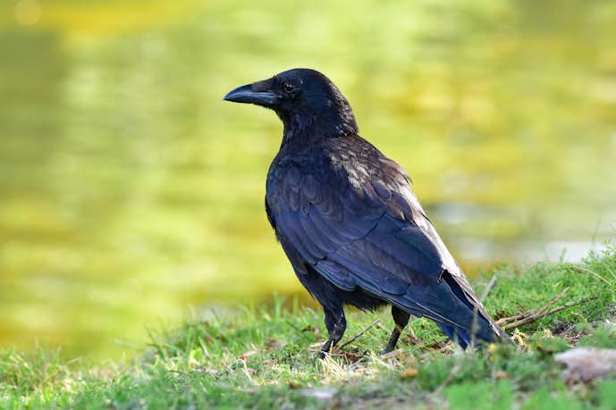 夢占い カラスの夢の意味 襲われる 追い払う 死ぬなど状況別に解説 Smartlog 夢占い カラスの夢の意味 襲われる 追い払う 死ぬなど状況別に解説 Smartlog