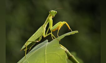 夢占い 蝶の夢の意味 アゲハ蝶が出てくる 花に止まるなど状況に解説 Smartlog 夢占い 蝶の夢の意味 アゲハ蝶が出てくる 花に止まるなど状況に解説 Smartlog