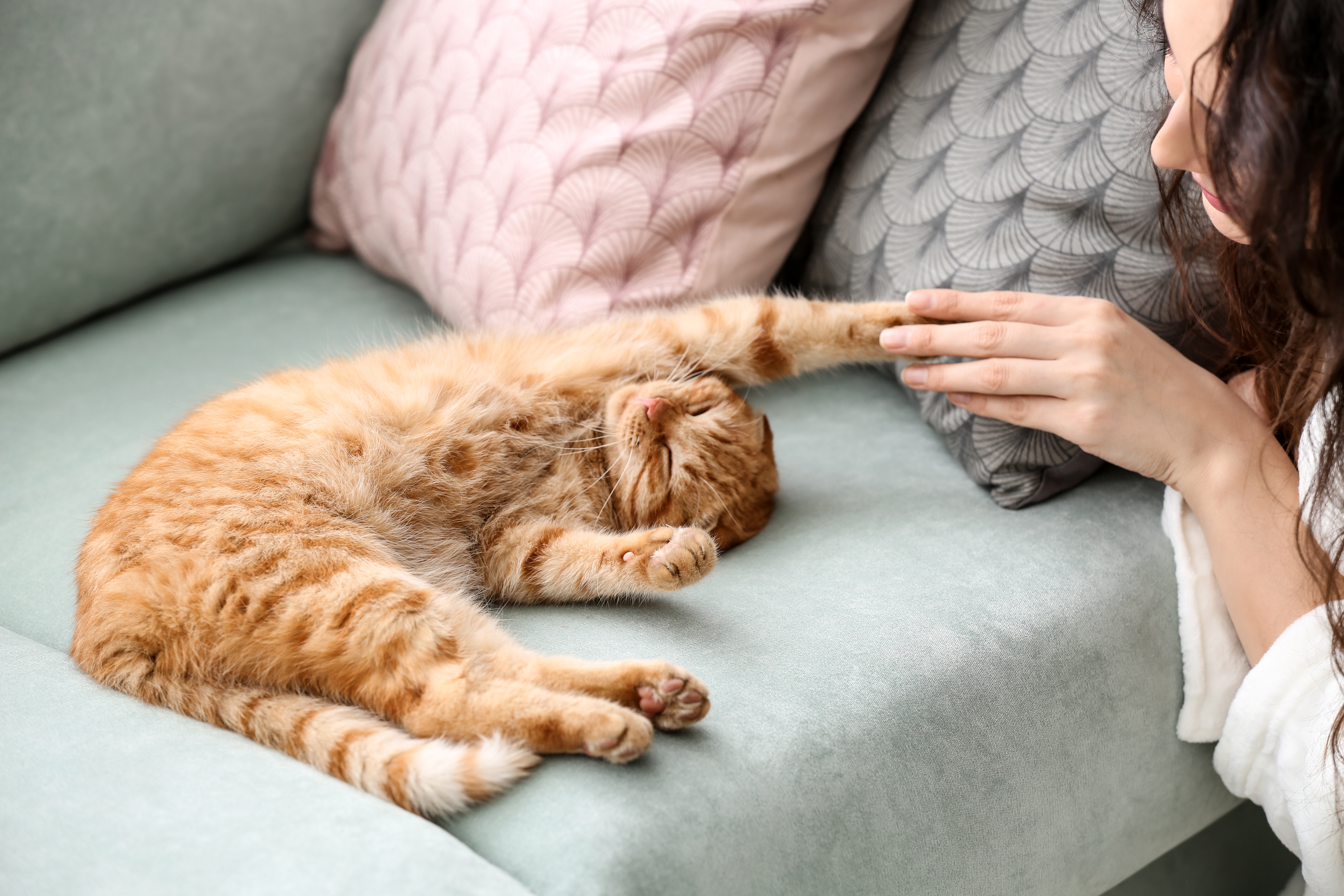 夢占い 猫を飼う夢の意味 状況別にスピリチュアル的な暗示を診断 Smartlog