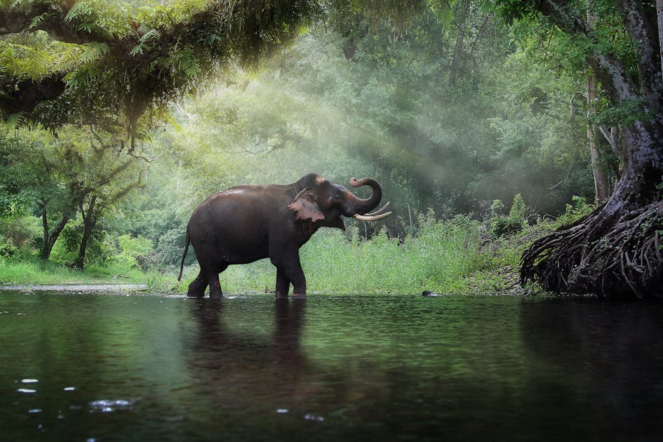 夢占い 象の夢の意味 状況別にスピリチュアル的な暗示を診断 Smartlog