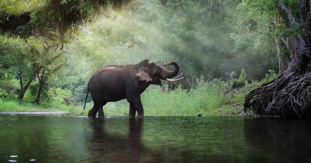 夢占い 象の夢の意味 状況別にスピリチュアル的な暗示を診断 Smartlog 夢占い 象の夢の意味 状況別にスピリチュアル的な暗示を診断 Smartlog