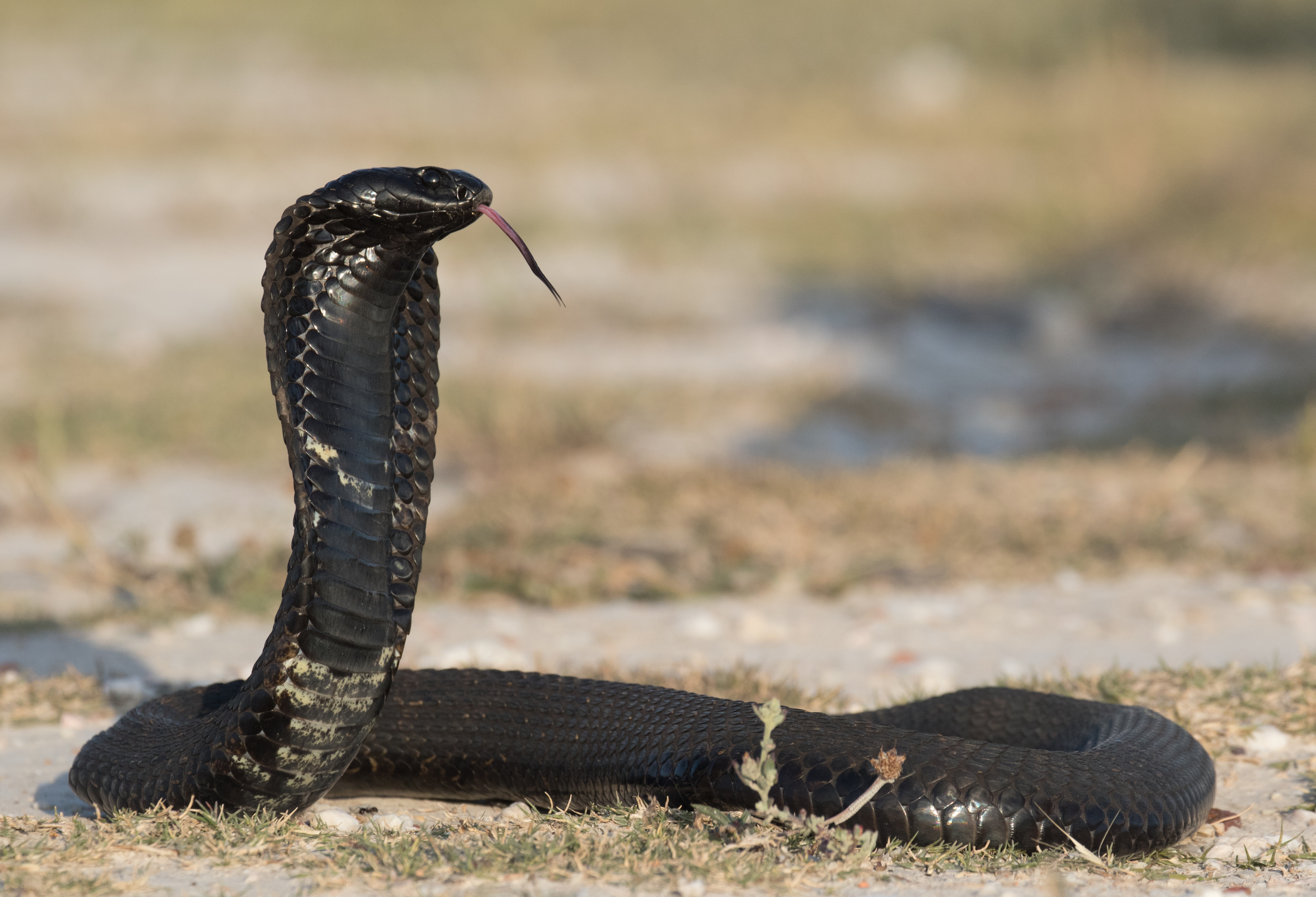 夢占い 蛇に噛まれる夢の意味とは マムシ コブラなど種類や状況別に解説 Smartlog