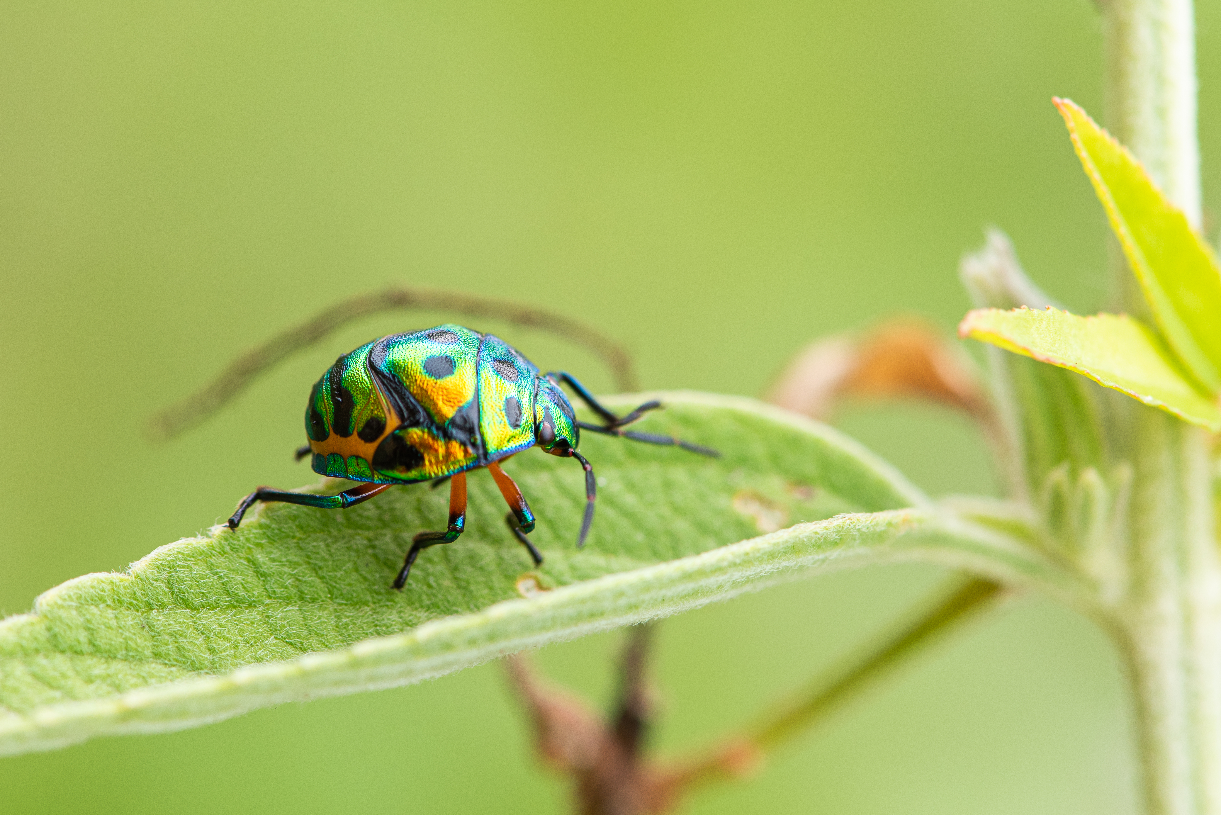 夢占い 見たことない虫の夢の意味 状況別にスピリチュアル的な暗示を診断 Smartlog