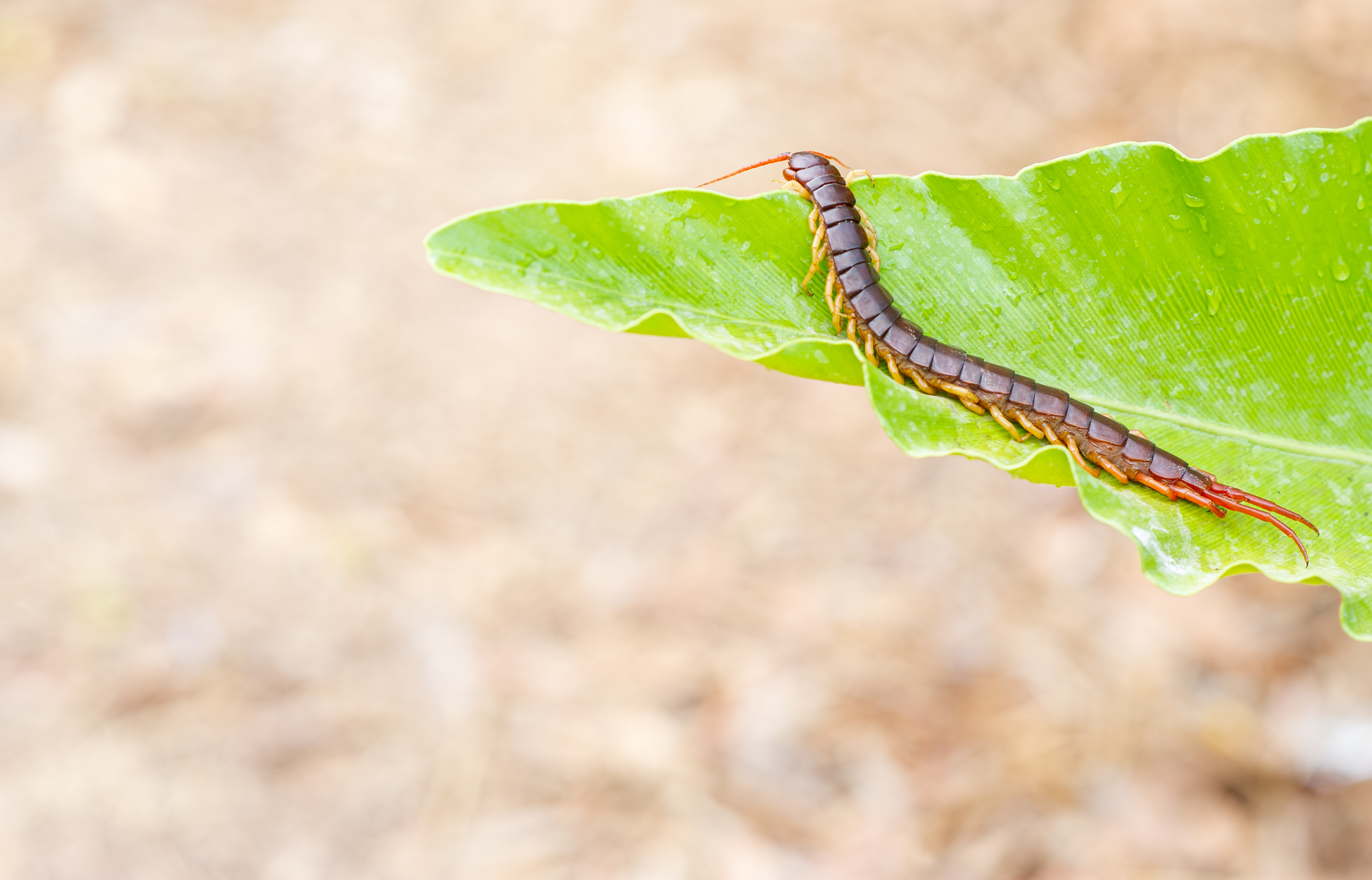 夢占い ムカデの夢の意味 噛まれる 刺されるなど状況別に解説 Smartlog